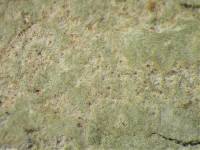 Arthonia dussii image