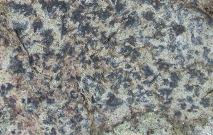 Arthonia radiata image
