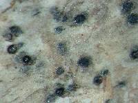 Arthopyrenia anticellens image