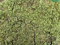 Image of Amandinea efflorescens