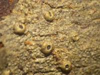 Image of Ampliotrema amplius