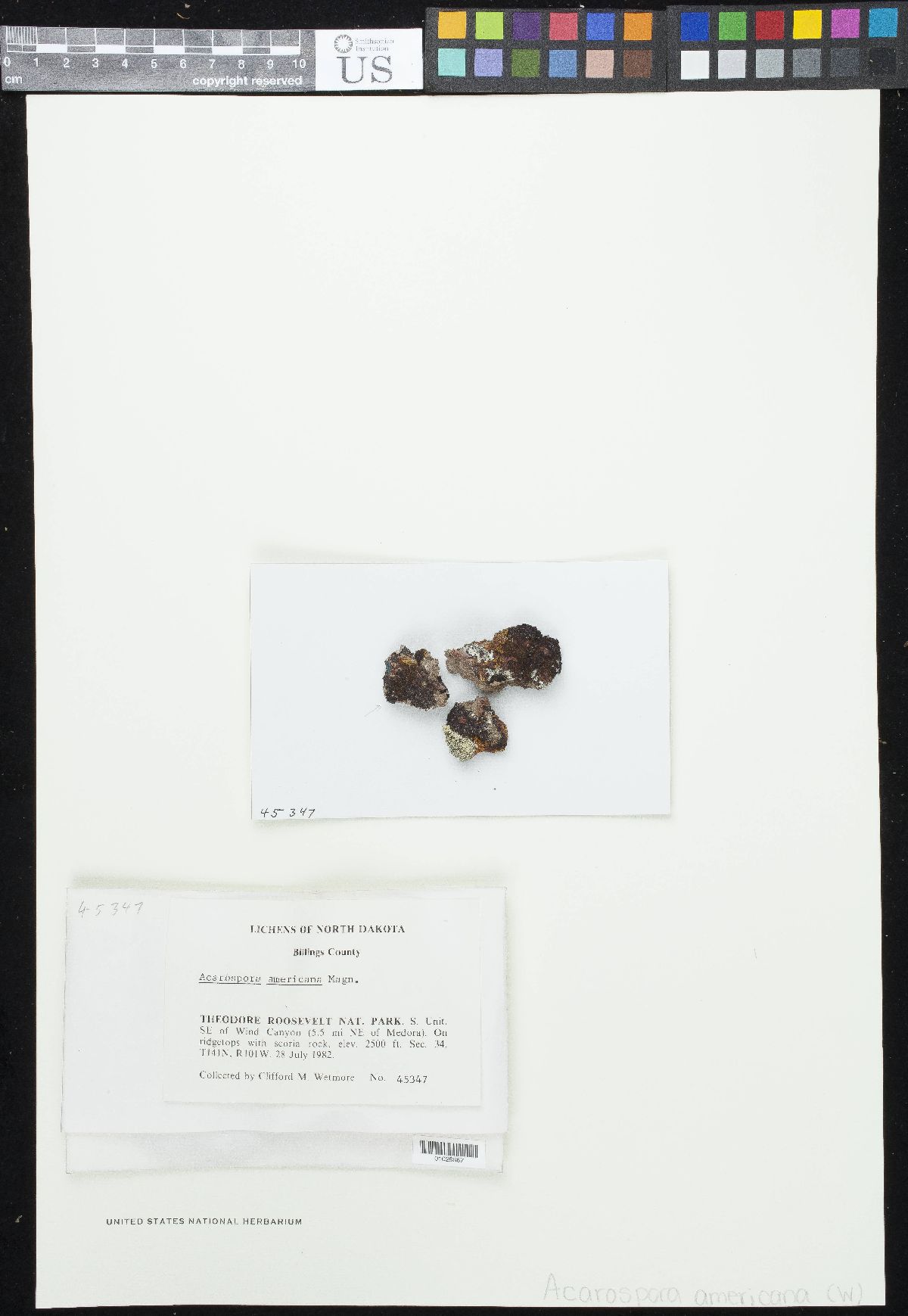 Acarospora americana image