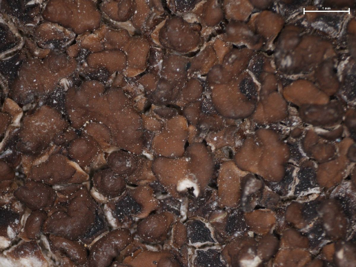 Acarospora asperata image
