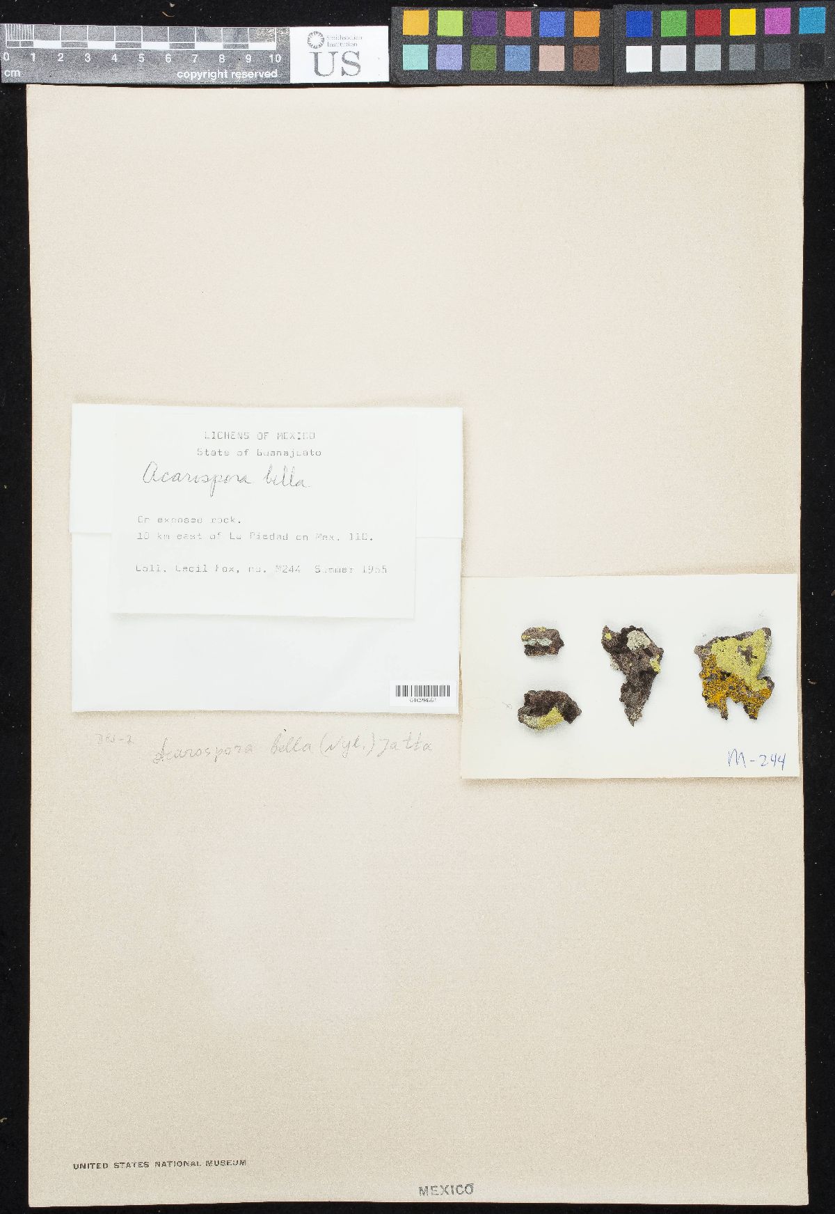 Acarospora bella image