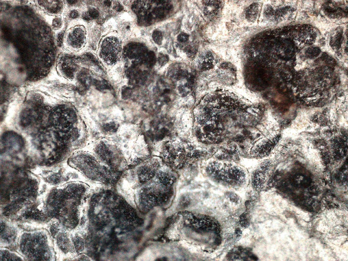 Acarospora benedarensis image