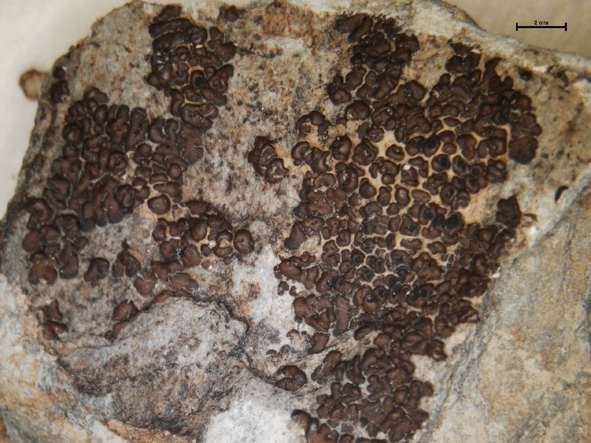 Acarospora bohlinii image