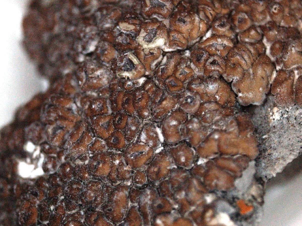 Acarospora bullata image