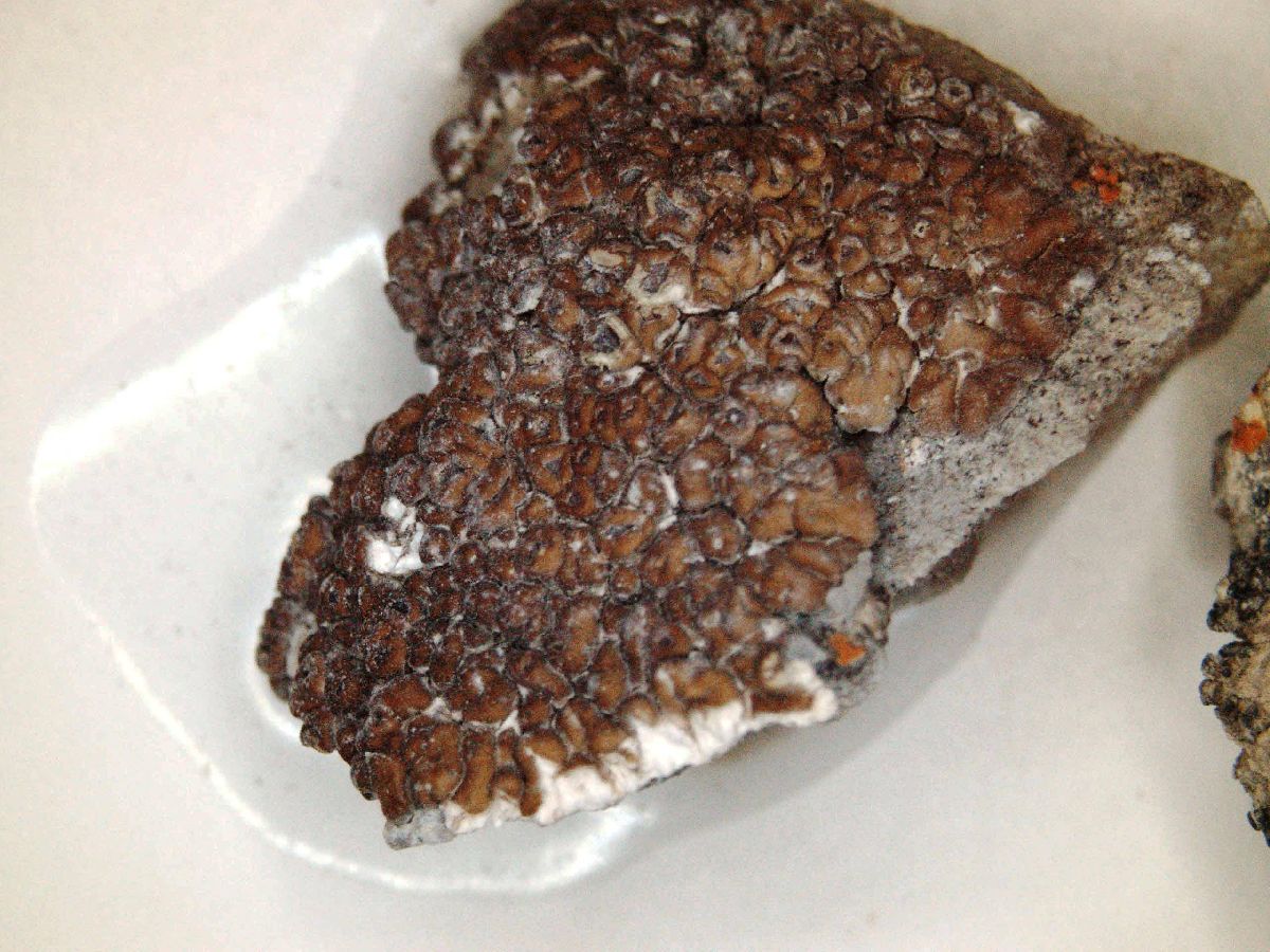 Acarospora bullata image