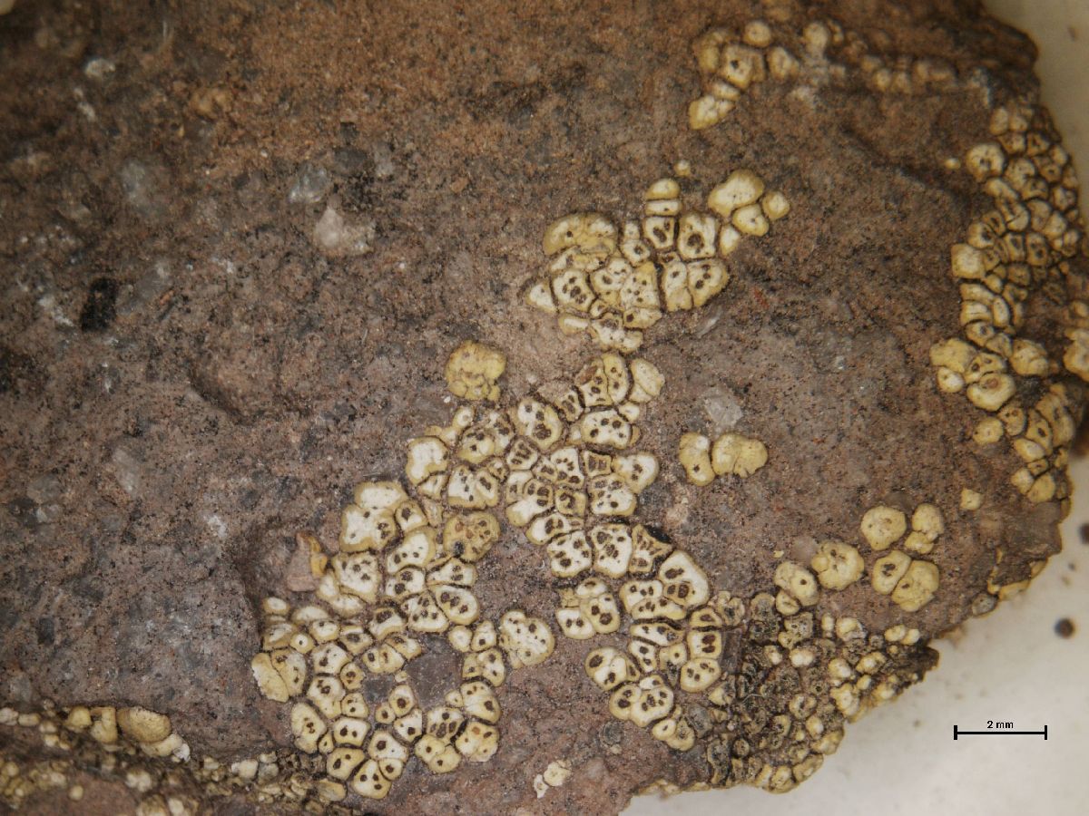 Acarospora chrysops image