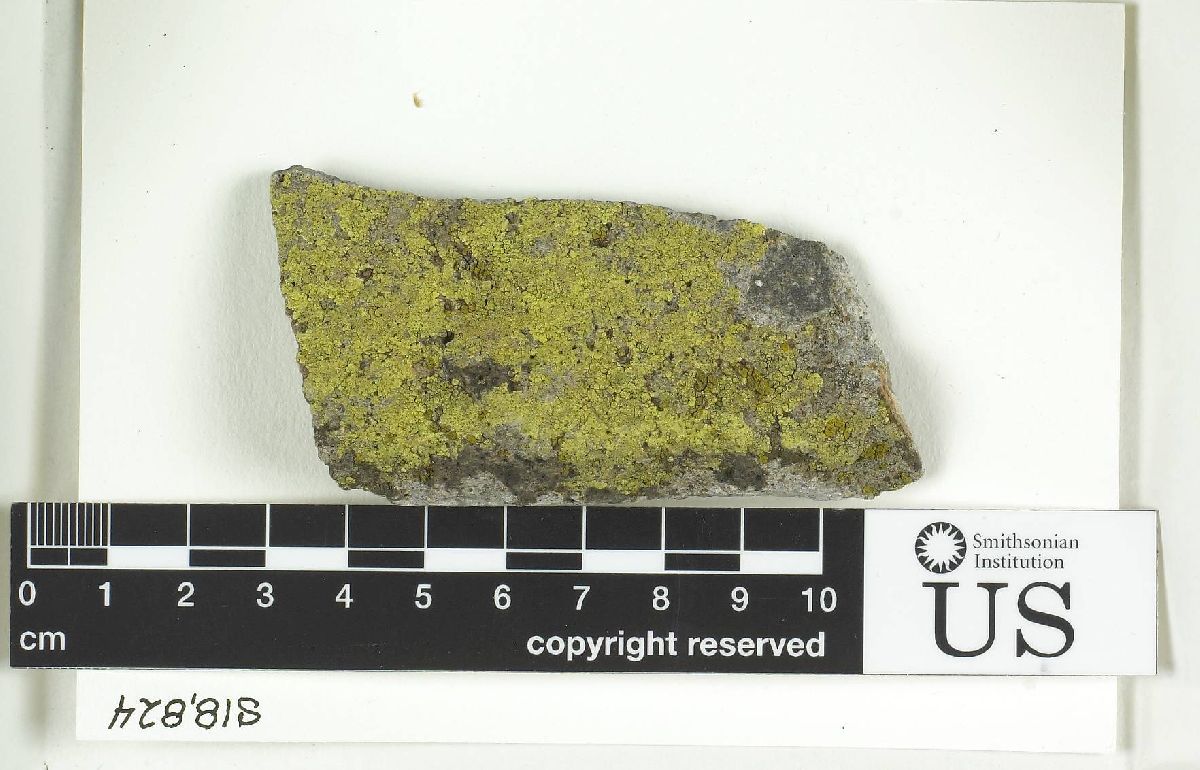 Acarospora chrysops image
