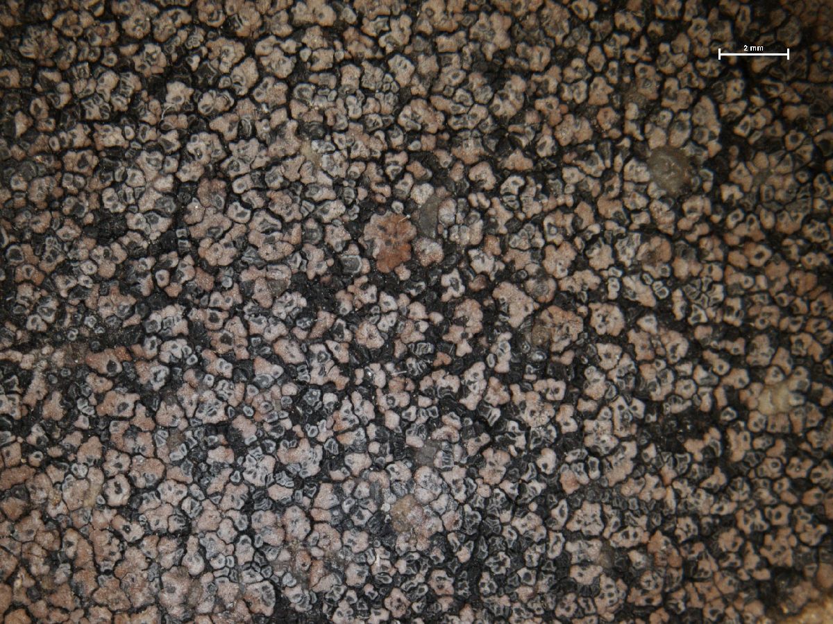 Acarospora cineracea image