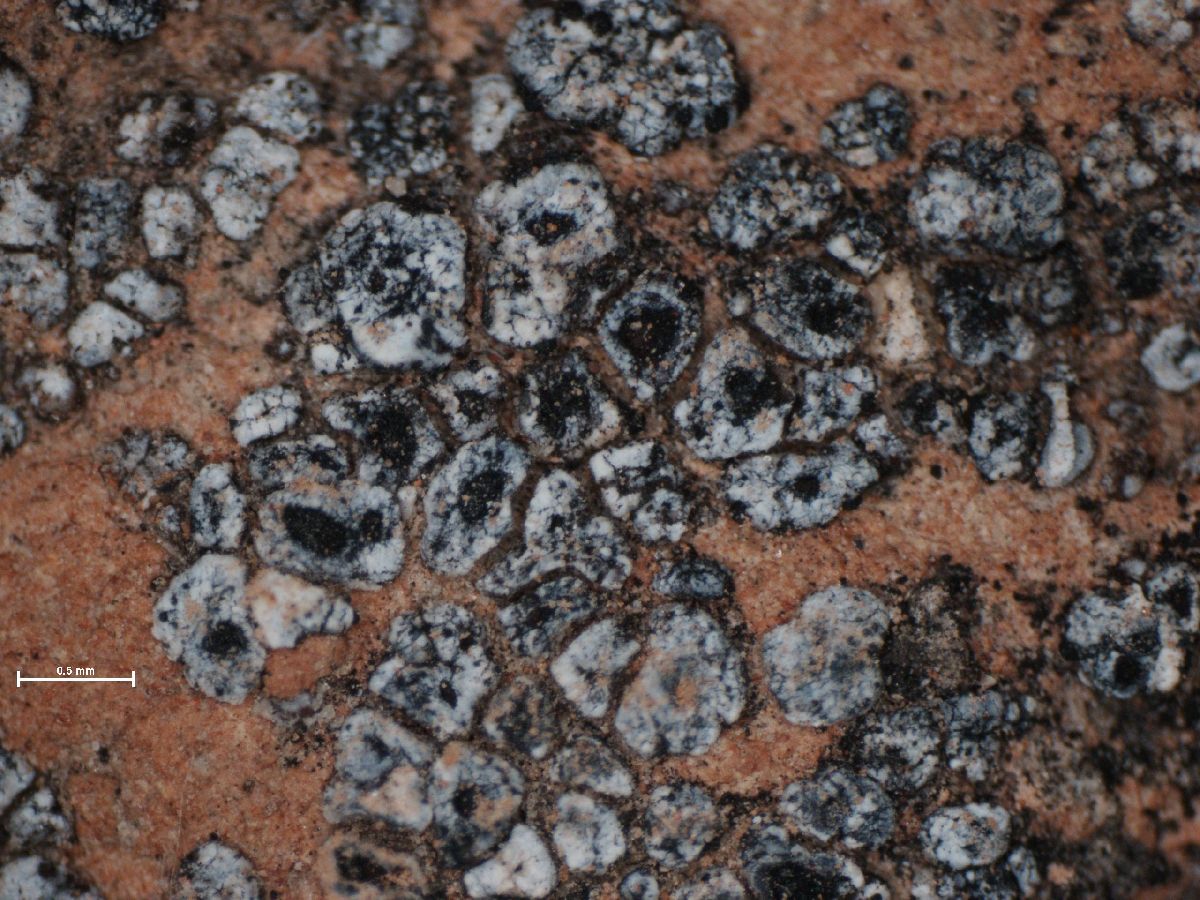 Acarospora cinereoalba image