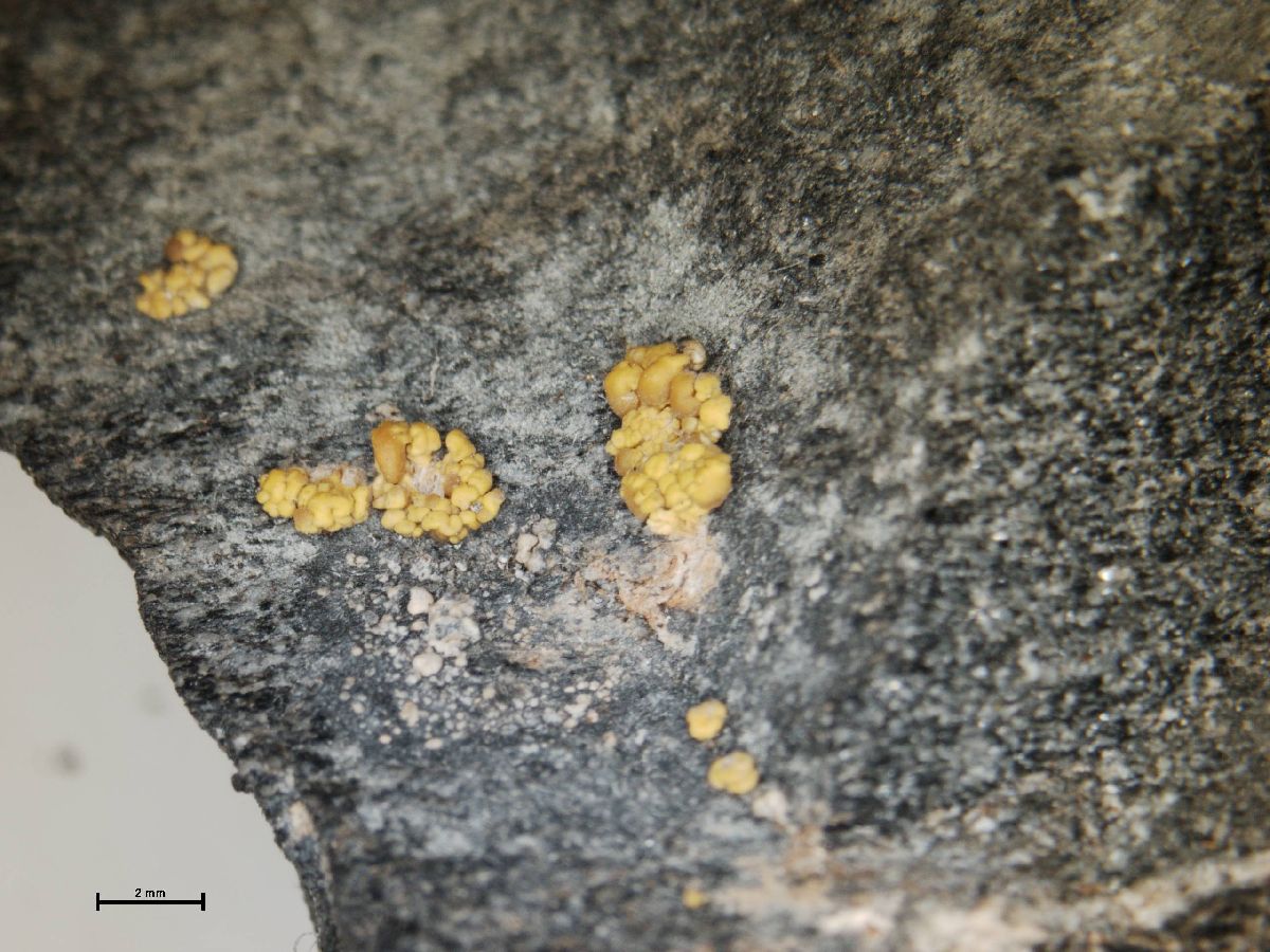 Acarospora convoluta image