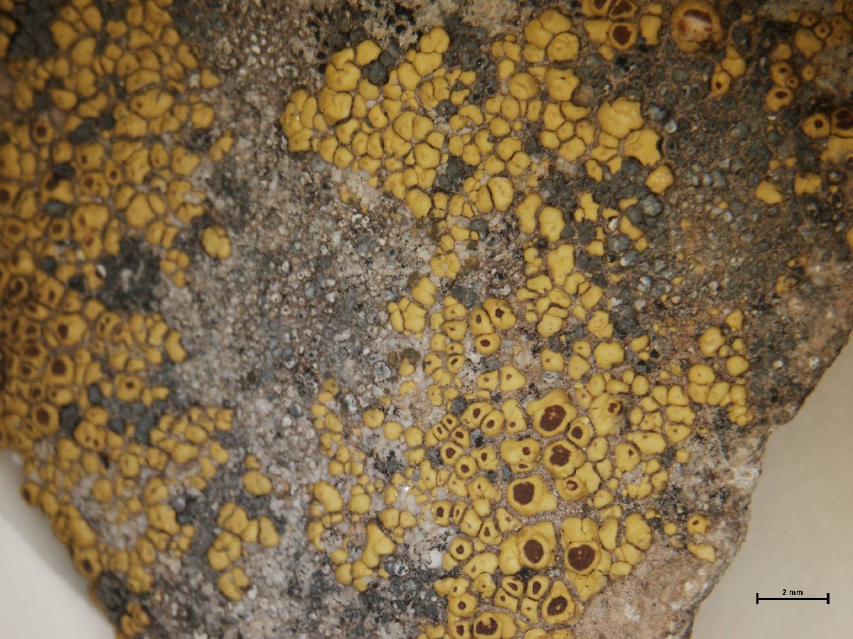 Acarospora dissipata image
