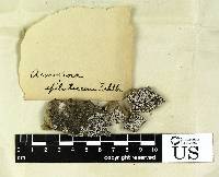 Acarospora epilutescens image
