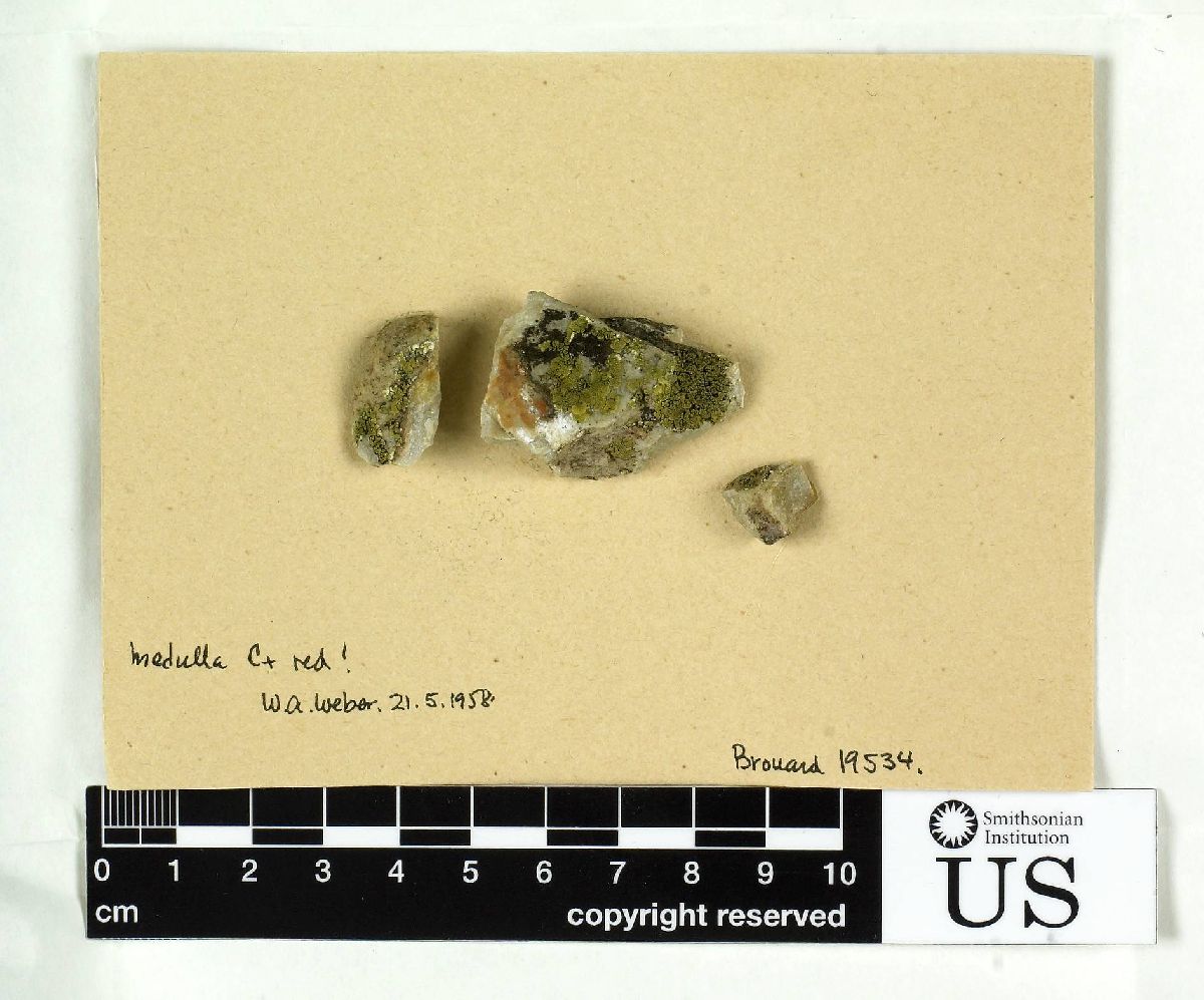 Acarospora erythrophora image