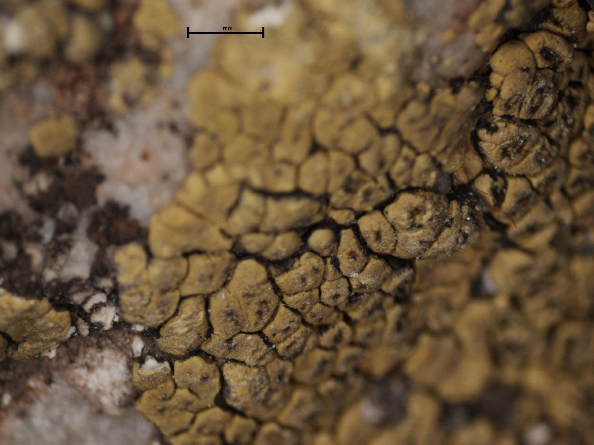 Acarospora erythrophora image