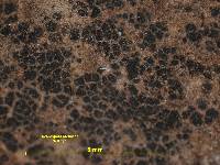 Acarospora fuscata image