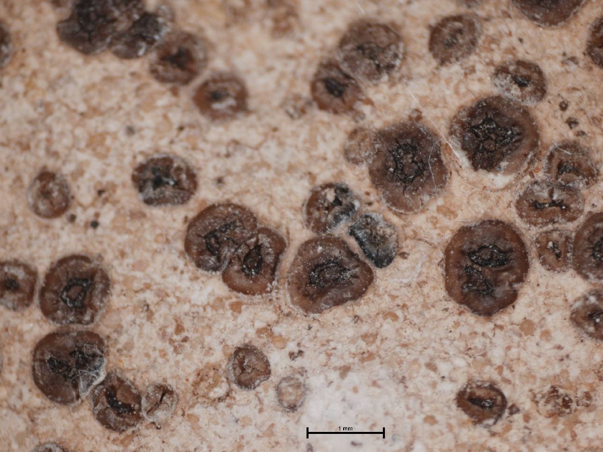 Acarospora fuscescens image