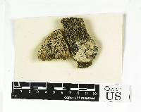 Acarospora glebosa image
