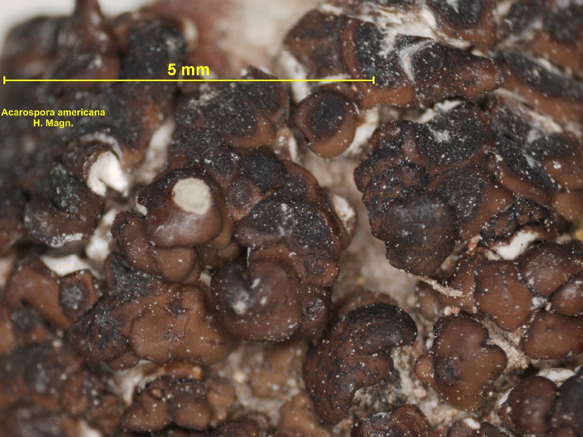 Acarospora americana image