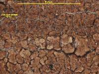 Acarospora anomala image