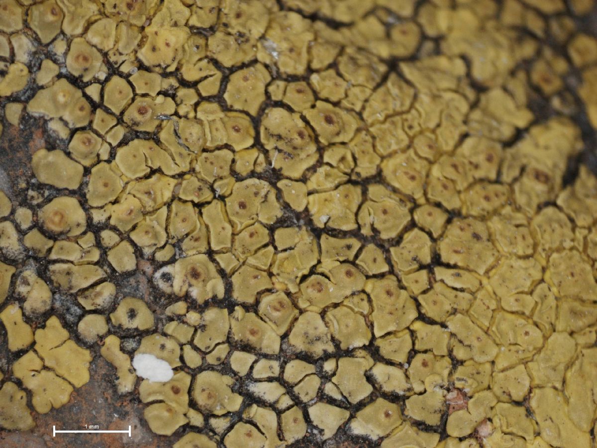 Acarospora hilaris image