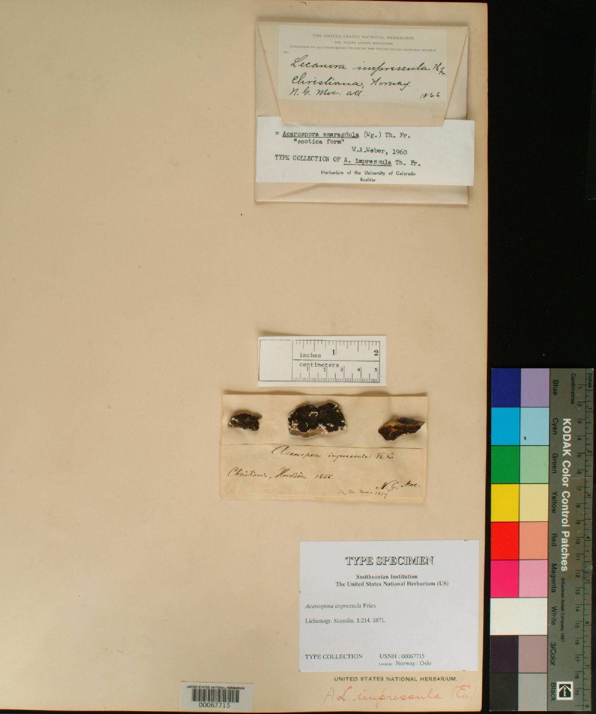 Acarospora impressula image