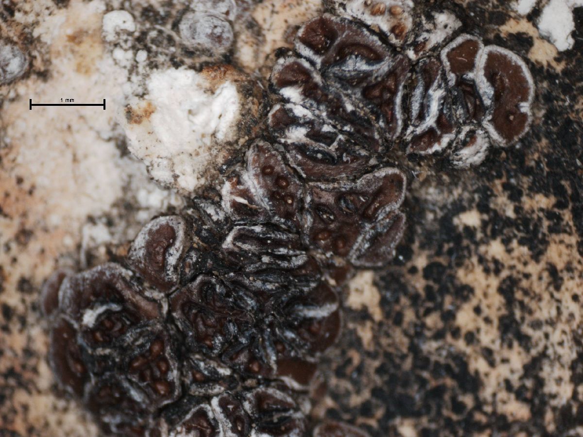 Acarospora impressula image
