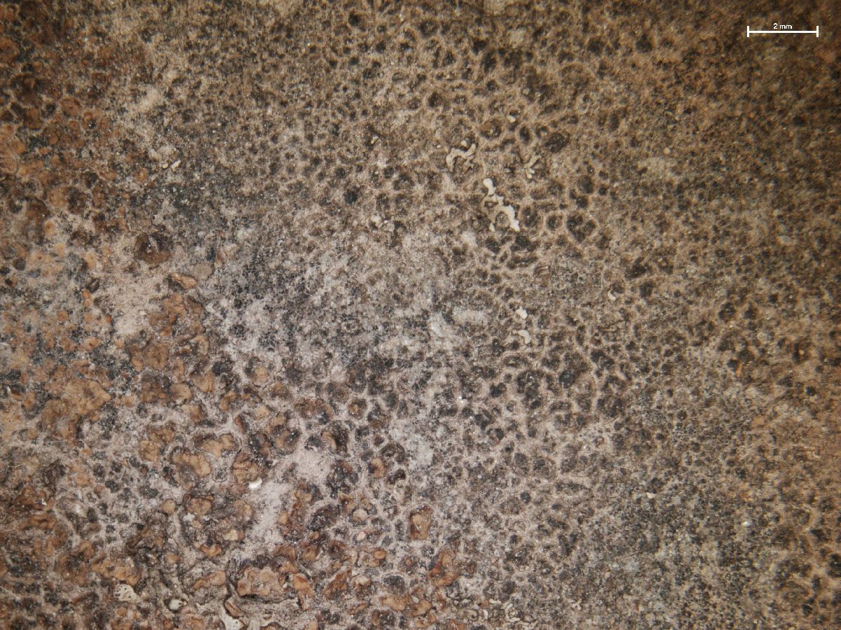 Acarospora badiofusca image