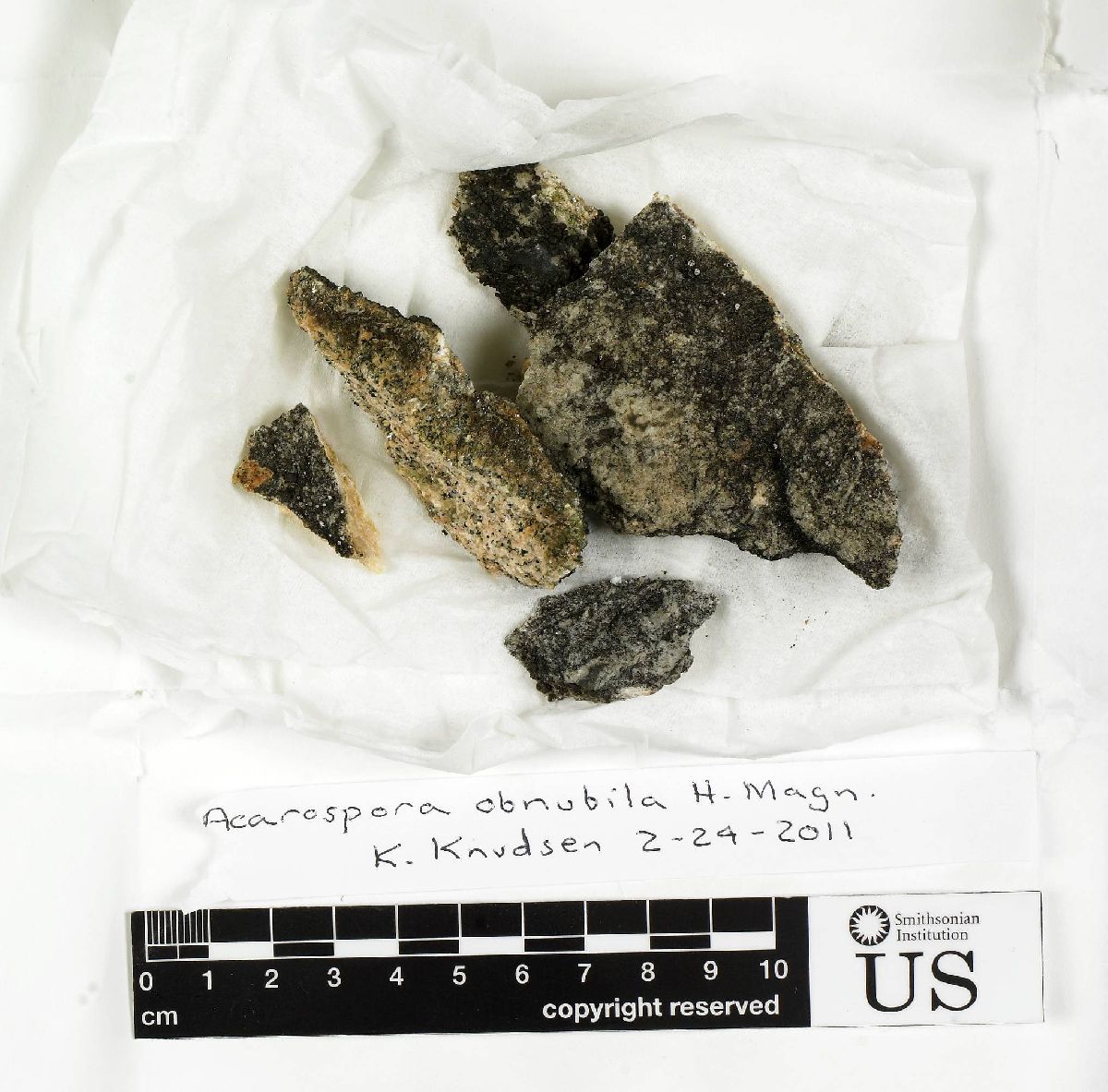 Acarospora badiofusca image