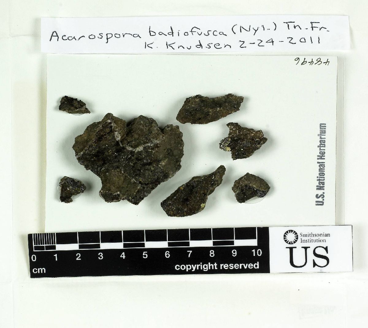 Acarospora badiofusca image