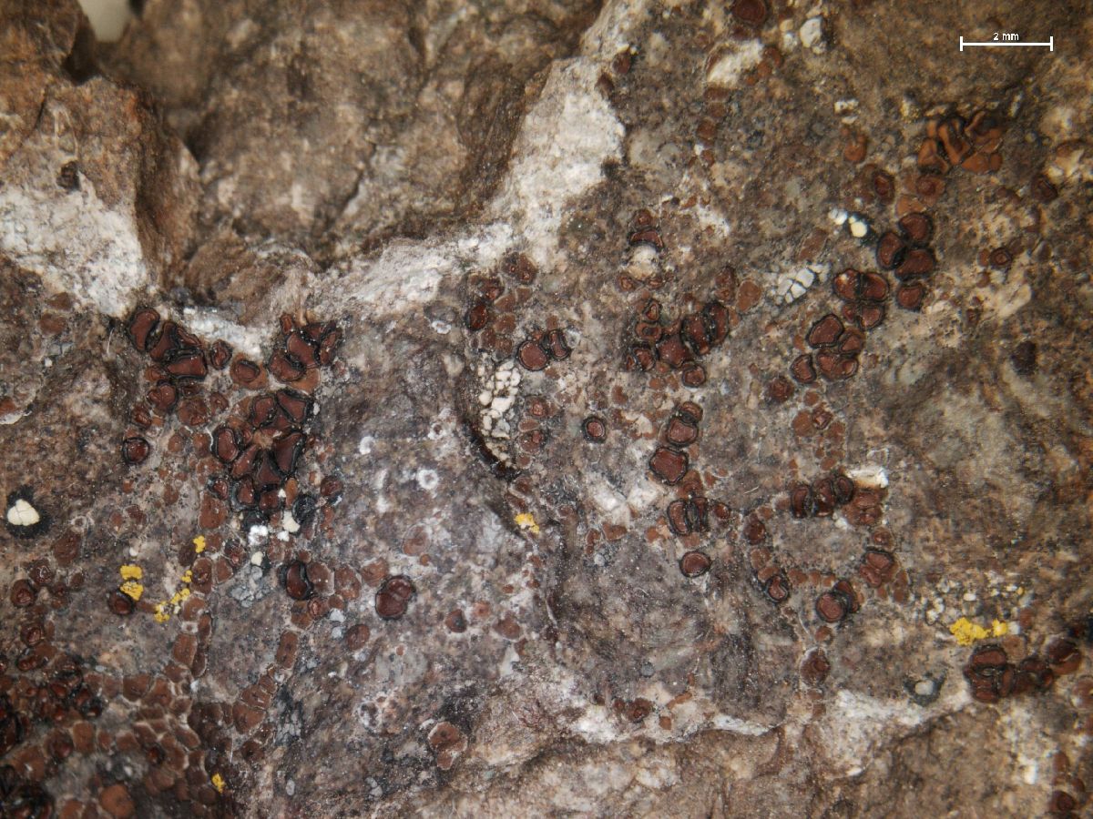 Acarospora badiofusca image