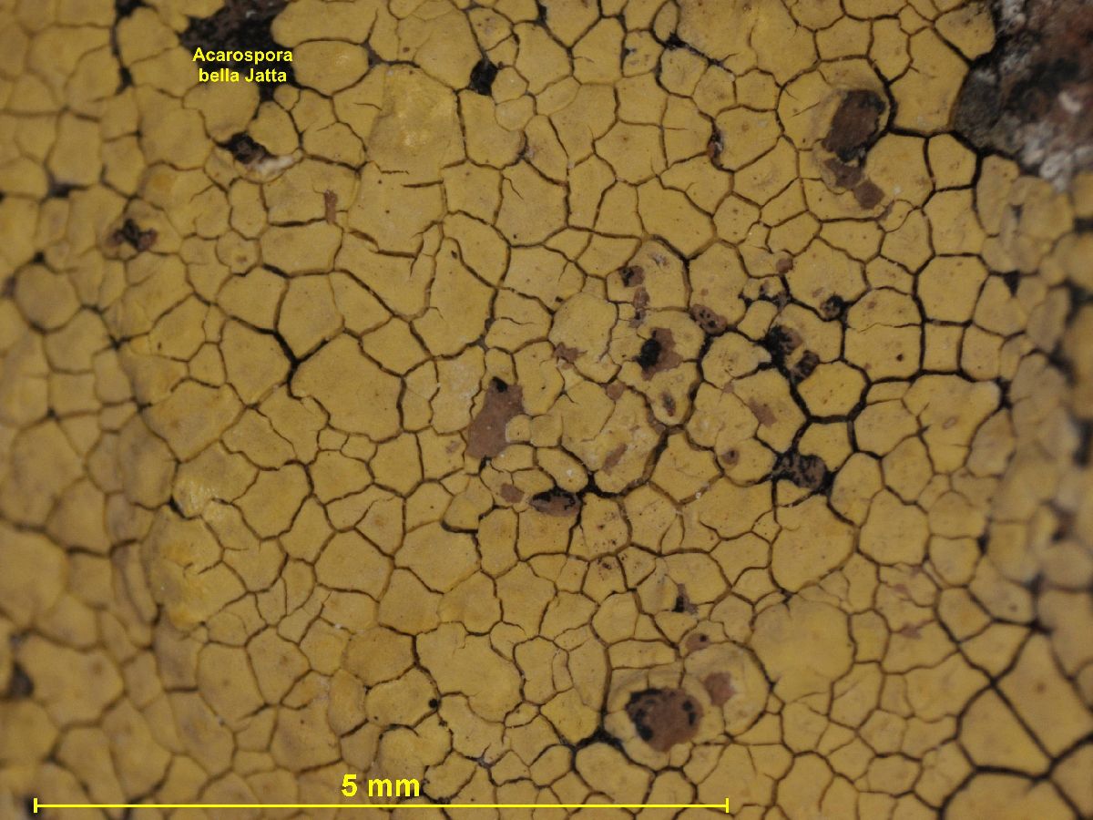 Acarospora bella image