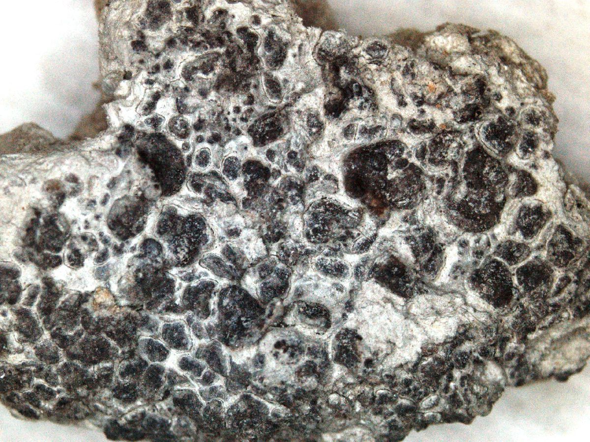 Acarospora benedarensis image