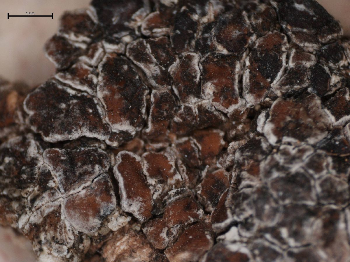 Acarospora laqueata image