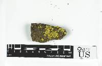Acarospora charidema image