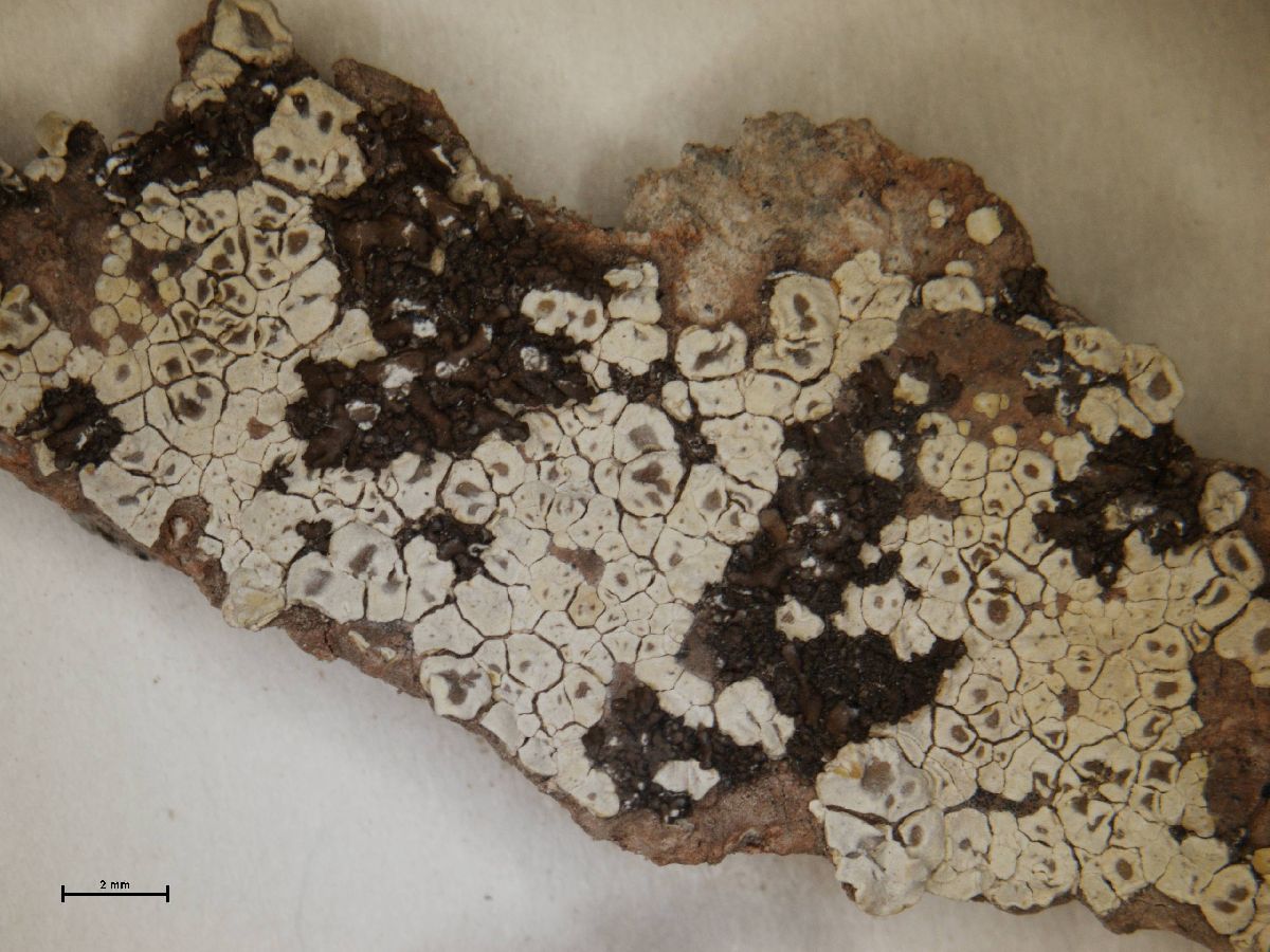 Acarospora massiliensis image