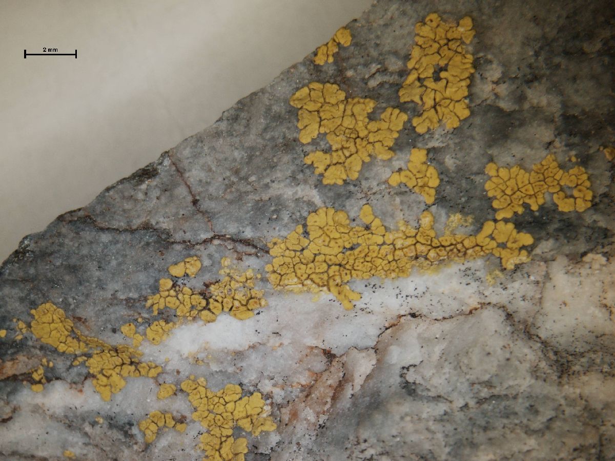 Acarospora microcarpa image