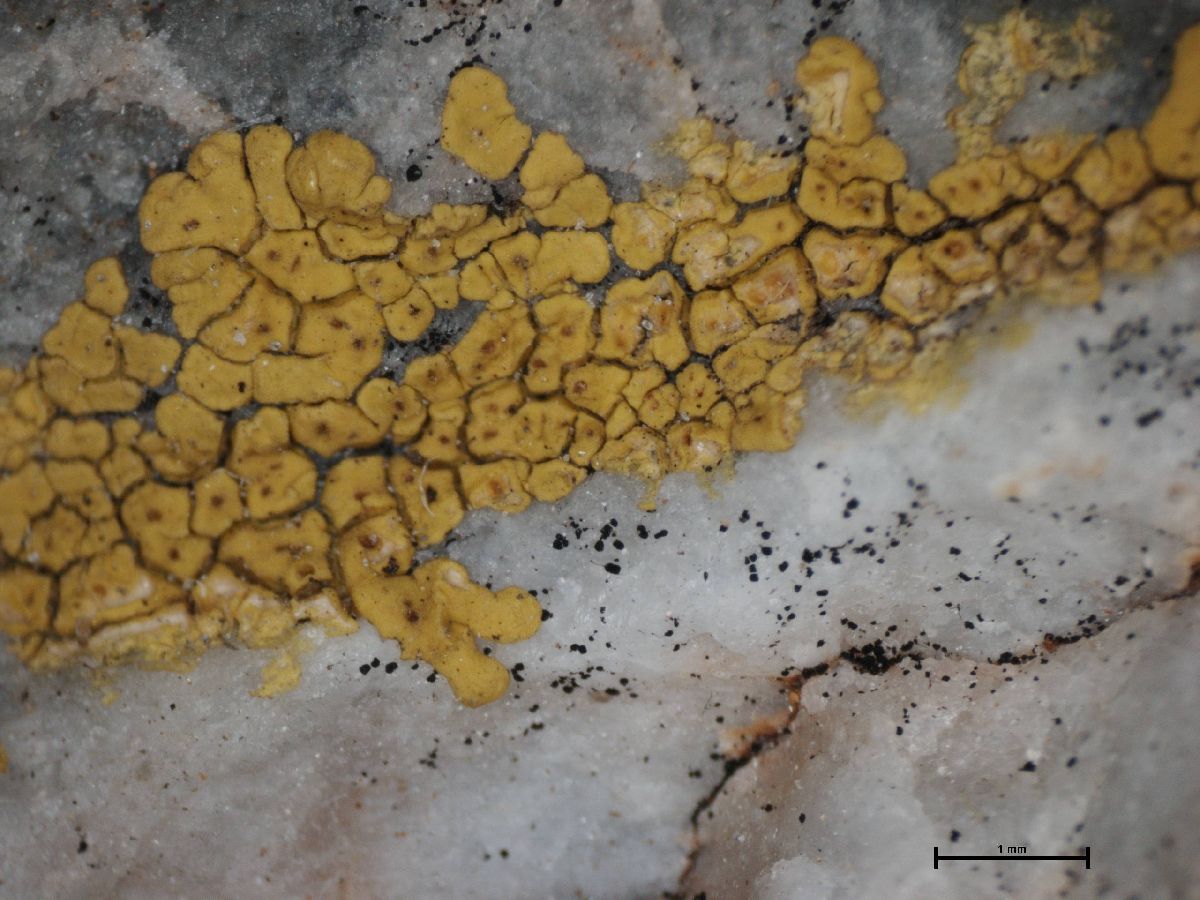 Acarospora microcarpa image
