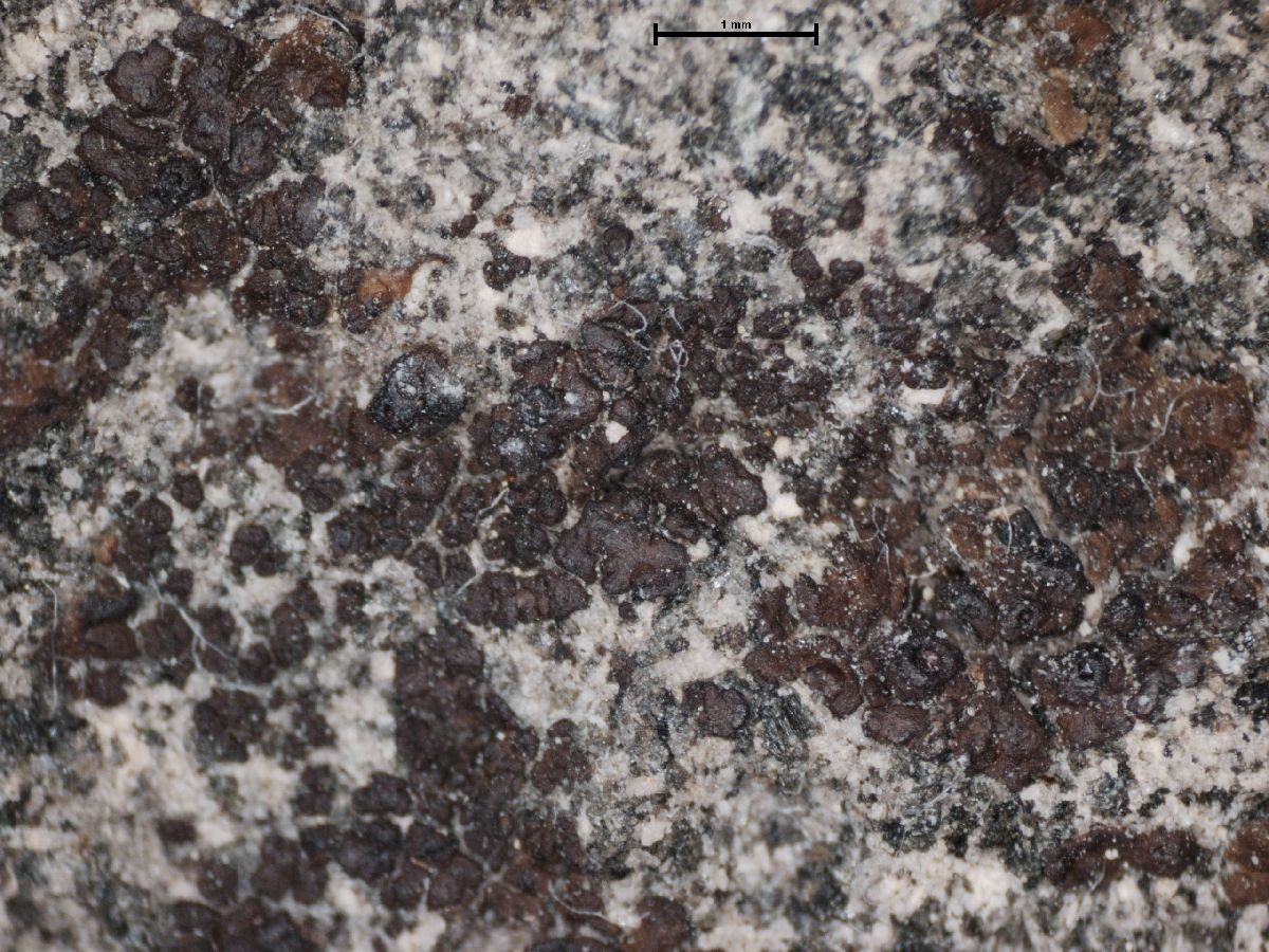 Acarospora molybdina image
