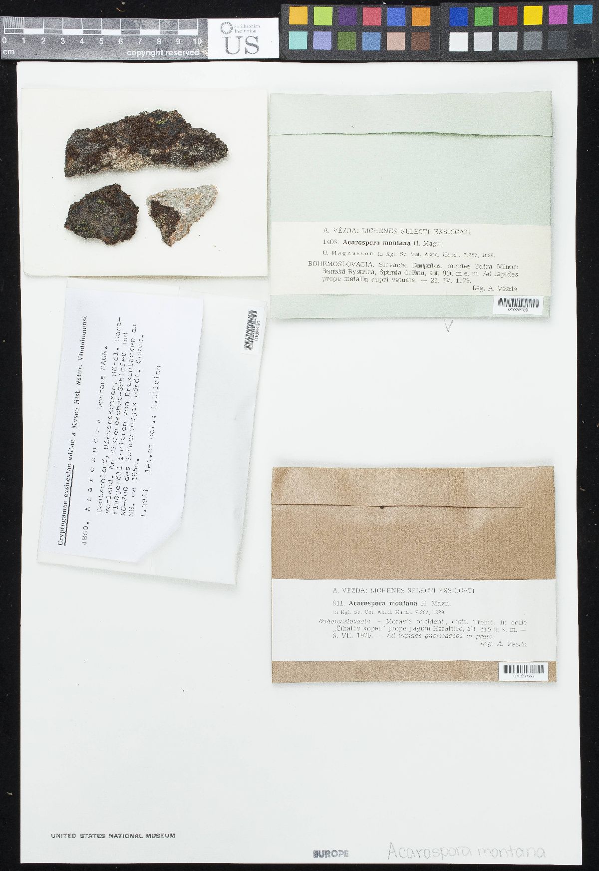 Acarospora montana image
