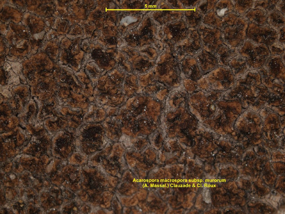 Acarospora murorum image