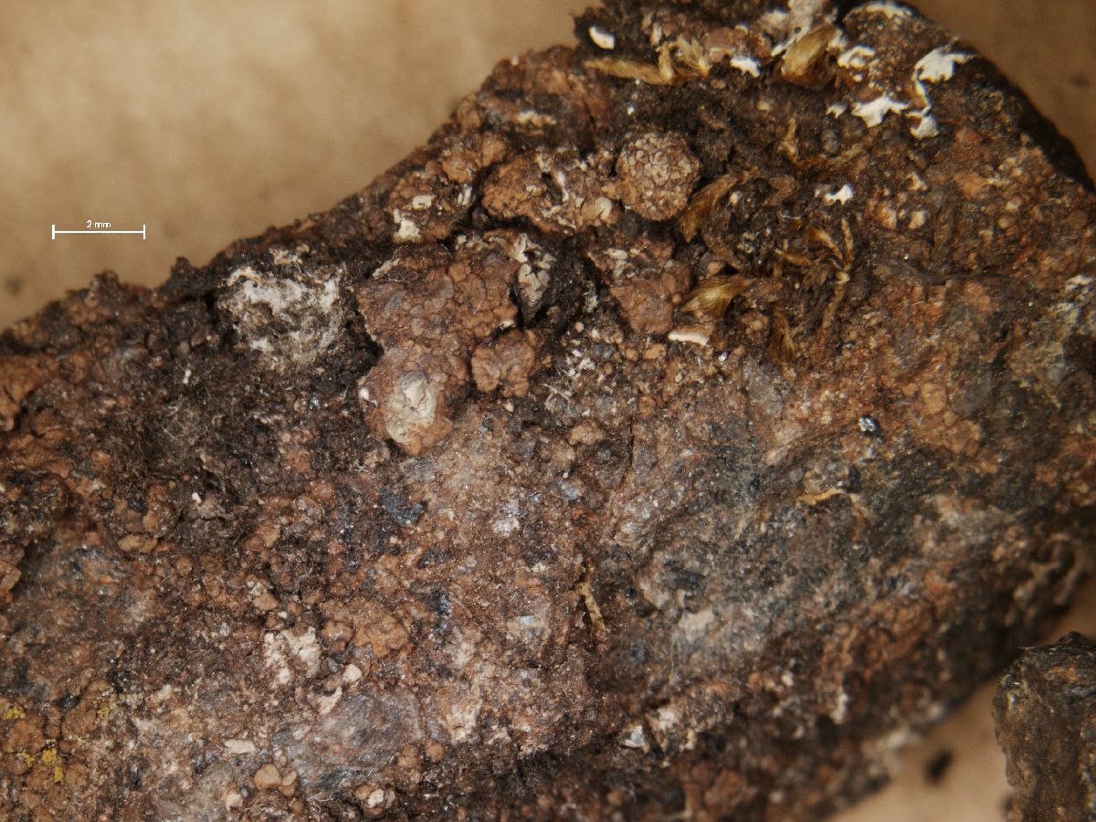 Acarospora nitrophila image