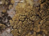 Acarospora erythrophora image