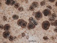 Acarospora fuscescens image