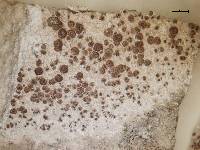 Acarospora fuscescens image