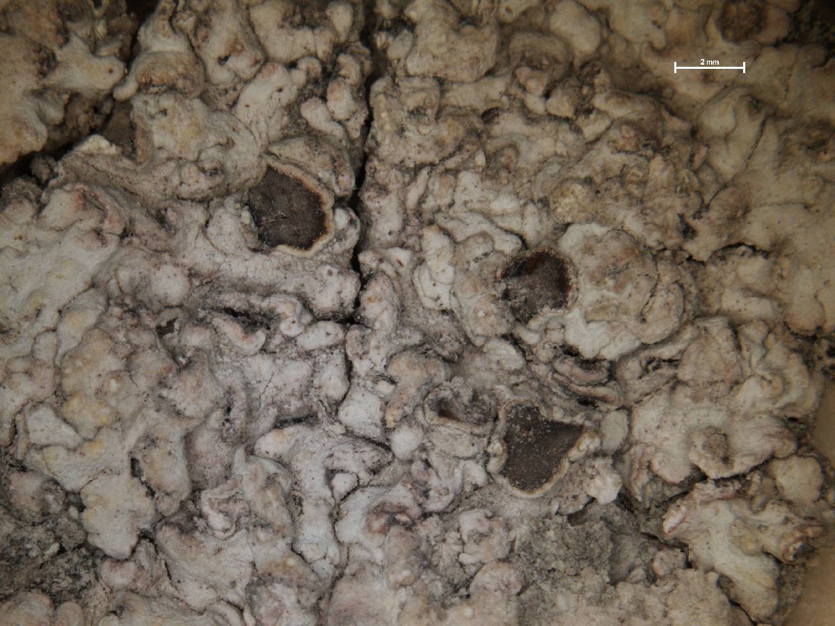Acarospora placodiiformis image