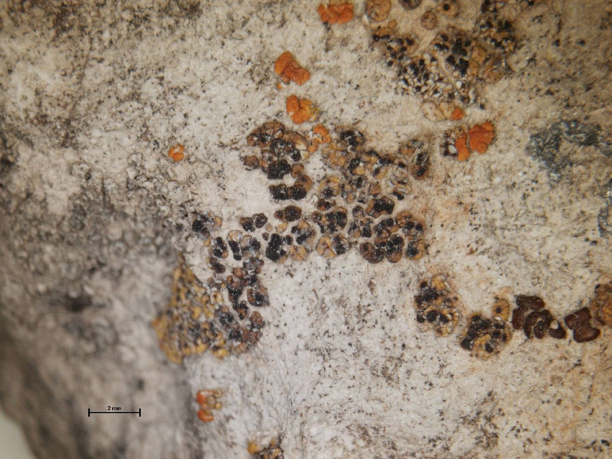 Acarospora rhabarbarina image