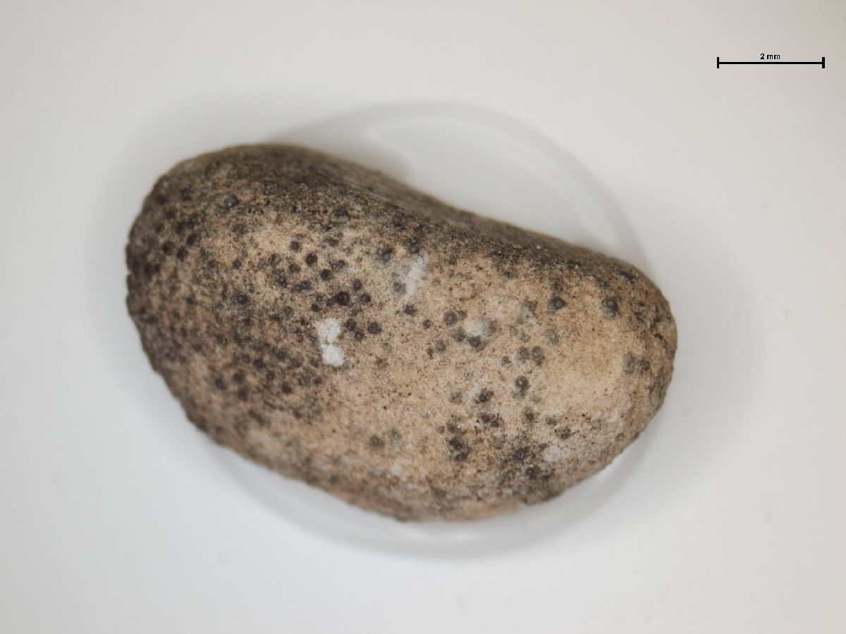 Acarospora immersa image